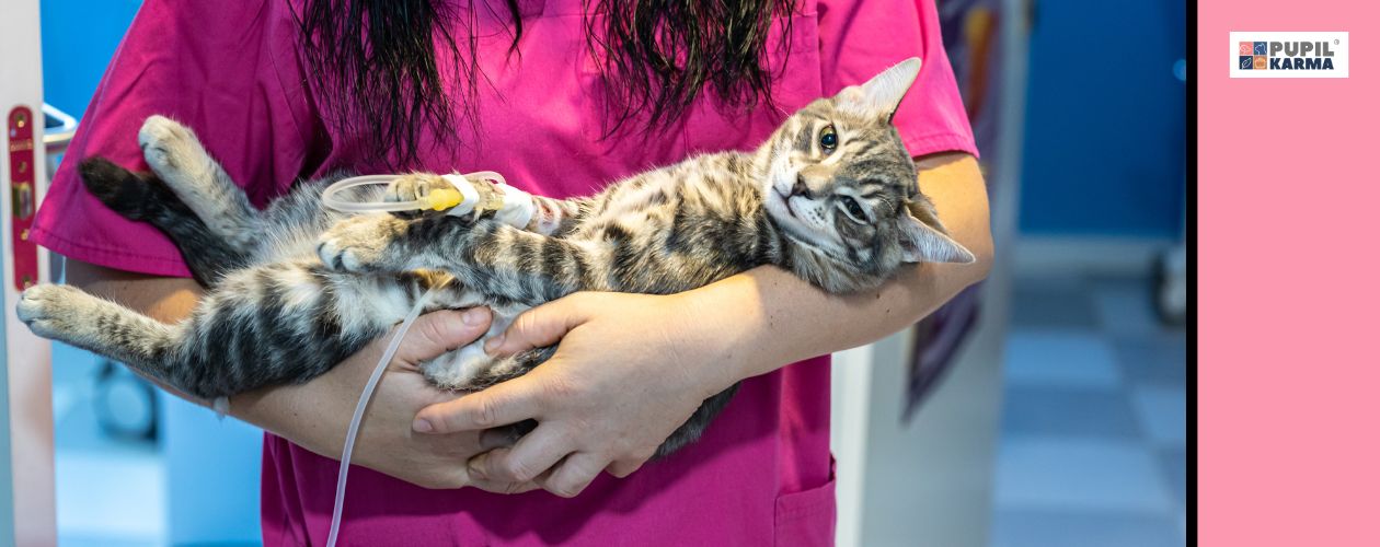 Kiedy udać się do lekarza. Pstrokaty kotek leży w ramionach pani weterynarz w różowym kitlu. Kotek ma podłączoną do łapki rurkę. Po prawej stronie różowy pas i logo pupilkarma. 